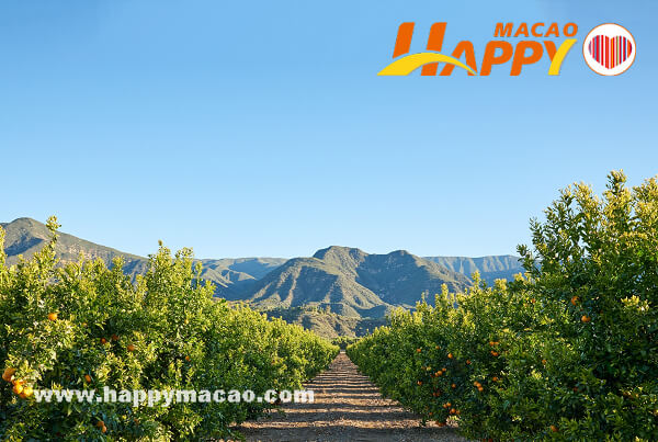 Sunkist_citrus_groves_of_California_1