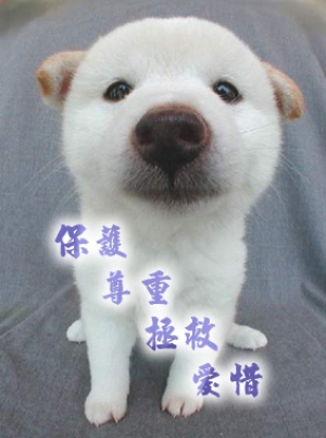 助養寵物計劃