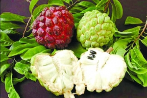 番荔枝抗癌力強